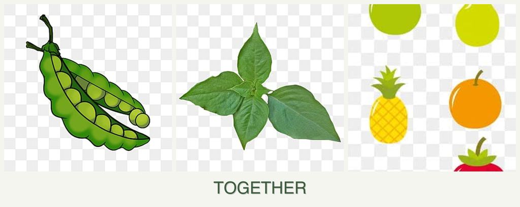 Can you plant peas, basil and pears together?