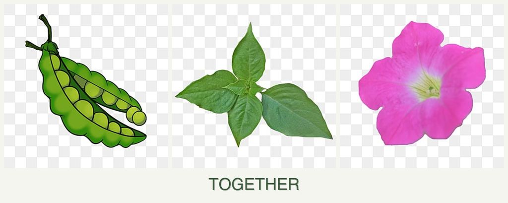 Can you plant peas, basil and petunias together?