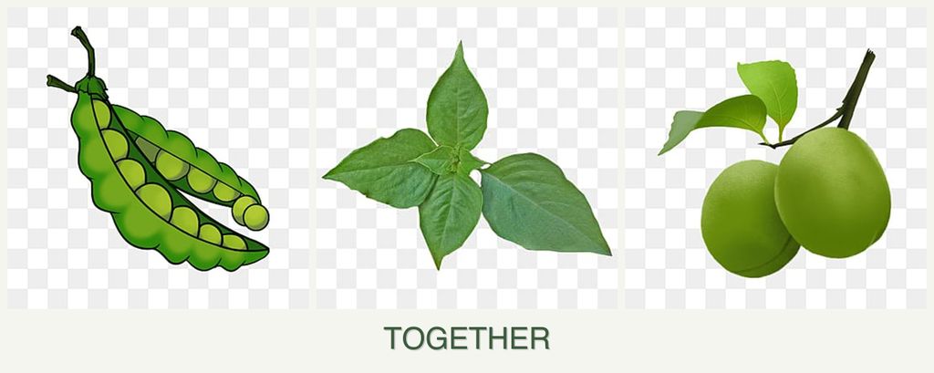 Can you plant peas, basil and plums together?