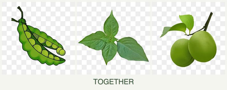 Can you plant peas, basil and plums together?