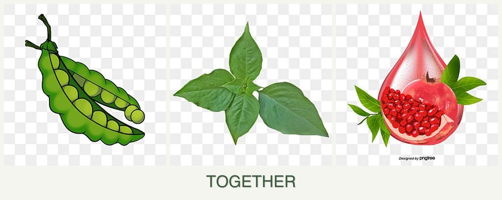Can you plant peas, basil and pomegranates together?