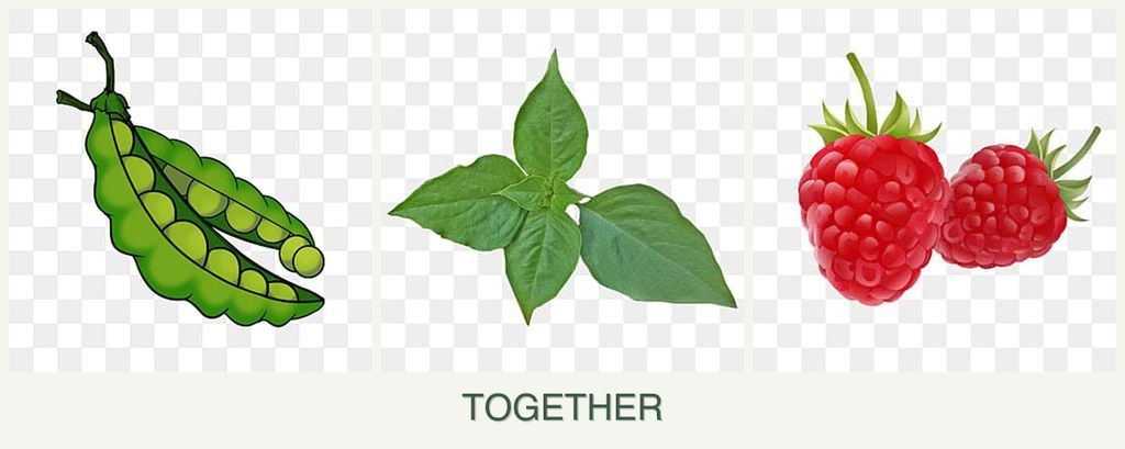 Can you plant peas, basil and raspberries together?