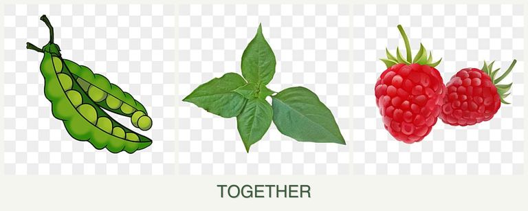 Can you plant peas, basil and raspberries together?