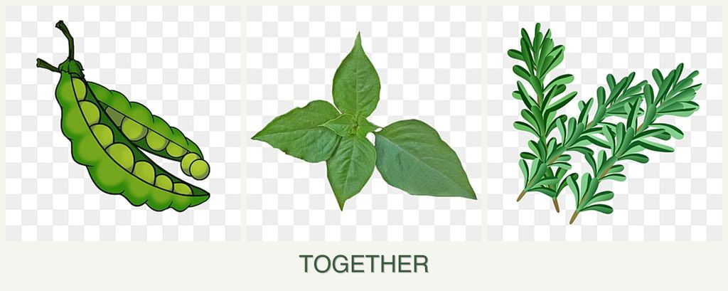 Can you plant peas, basil and rosemary together?