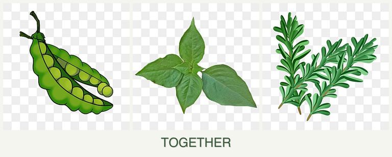 Can you plant peas, basil and rosemary together?