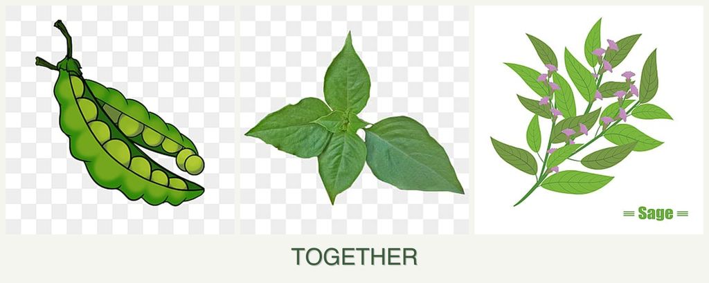 Can you plant peas, basil and sage together?