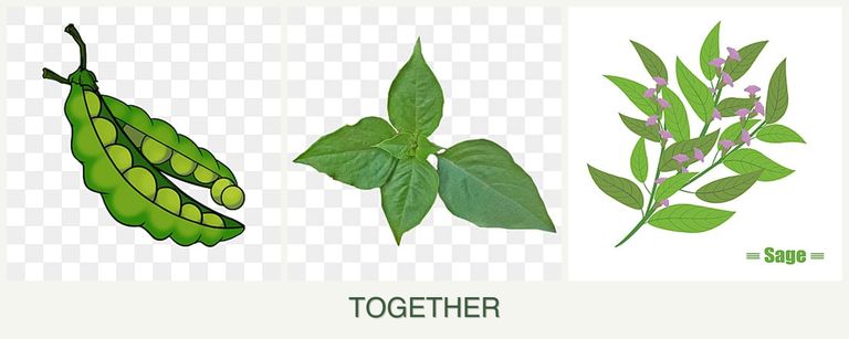 Can you plant peas, basil and sage together?