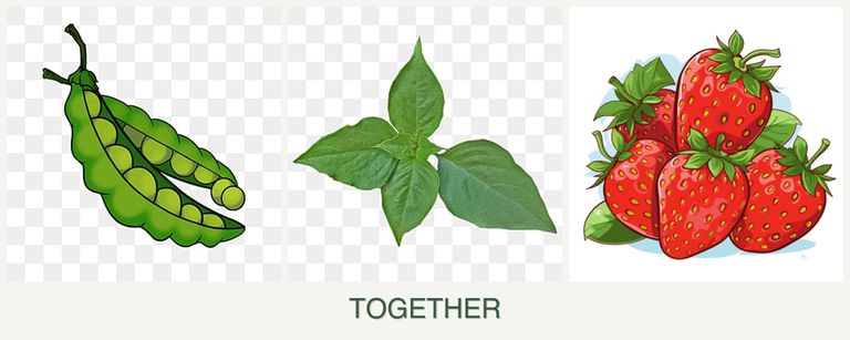 Can you plant peas, basil and strawberries together?