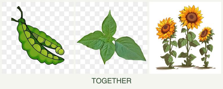 Can you plant peas, basil and sunflowers together?
