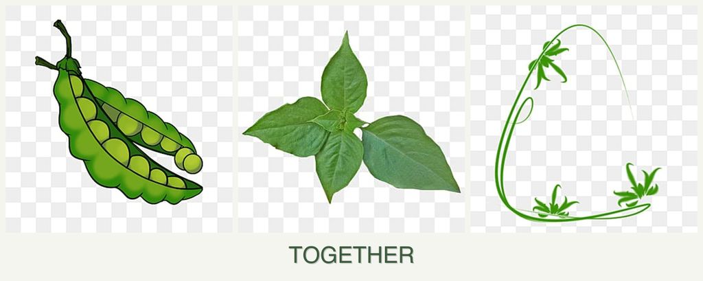 Can you plant peas, basil and tarragon together?