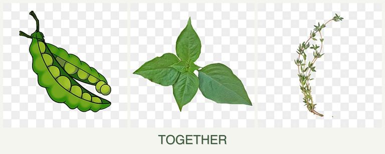 Can you plant peas, basil and thyme together?