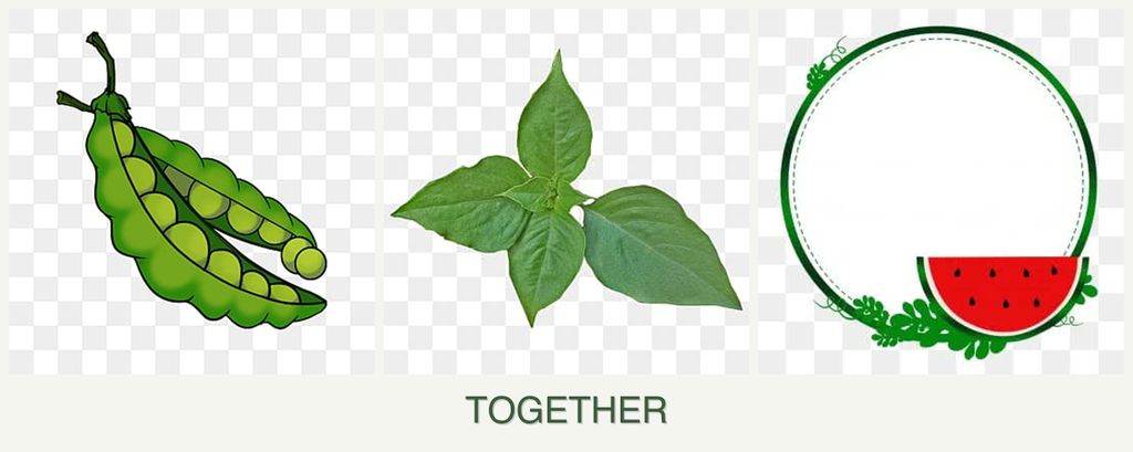 Can you plant peas, basil and watermelons together?
