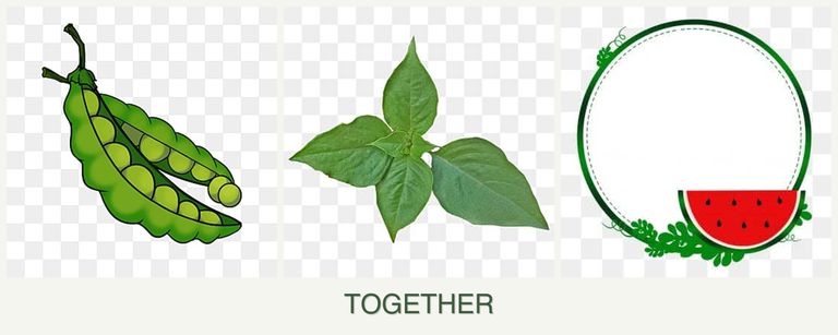Can you plant peas, basil and watermelons together?