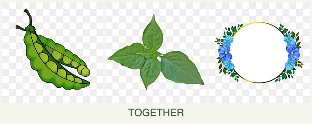 Can you plant peas, basil and zinnias together?