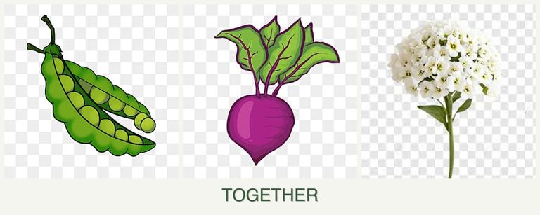 Can you plant peas, beets and alyssum together?
