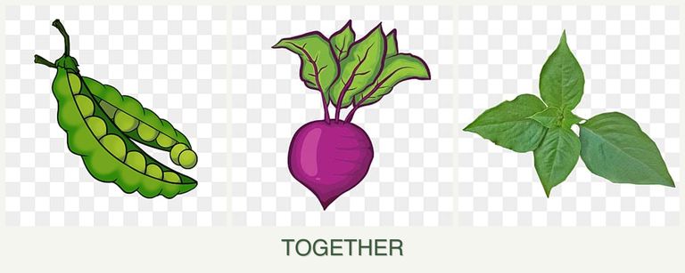 Can you plant peas, beets and basil together?