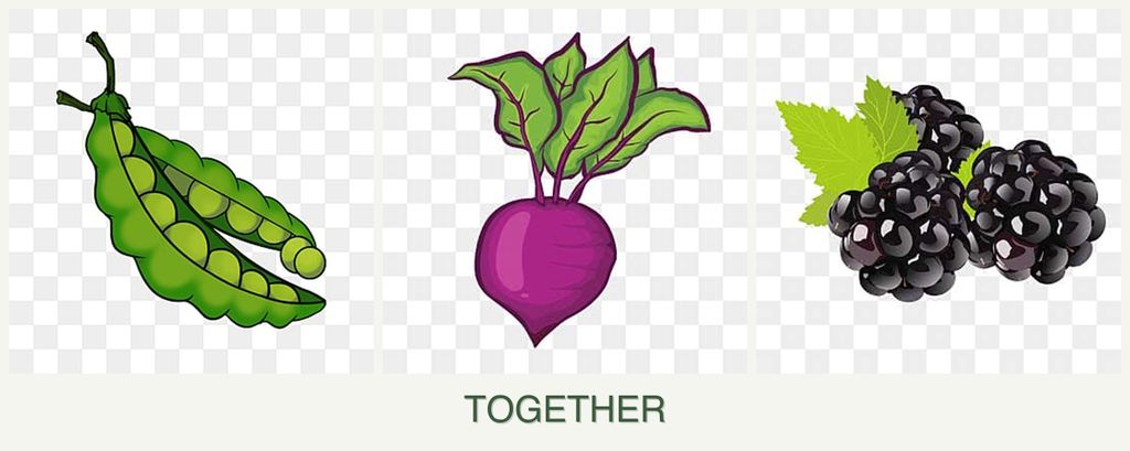 Can you plant peas, beets and blackberries together?