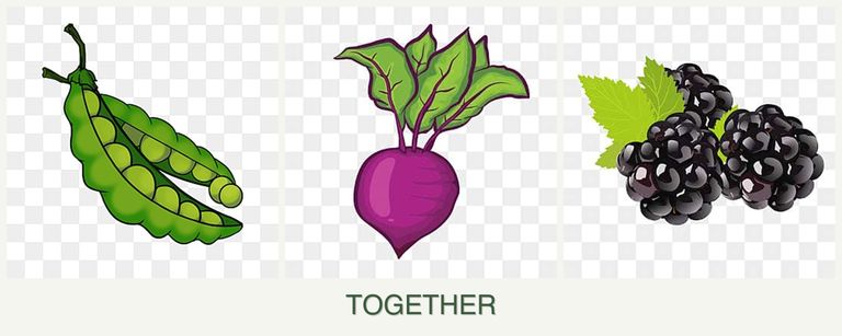 Can you plant peas, beets and blackberries together?