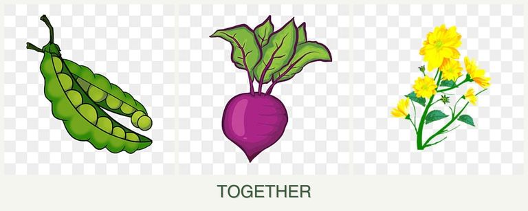 Can you plant peas, beets and calendula together?