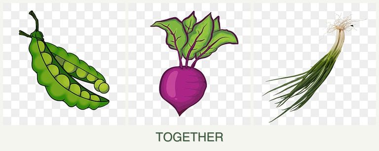 Can you plant peas, beets and chives together?