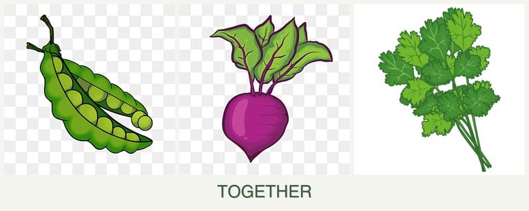 Can you plant peas, beets and cilantro together?
