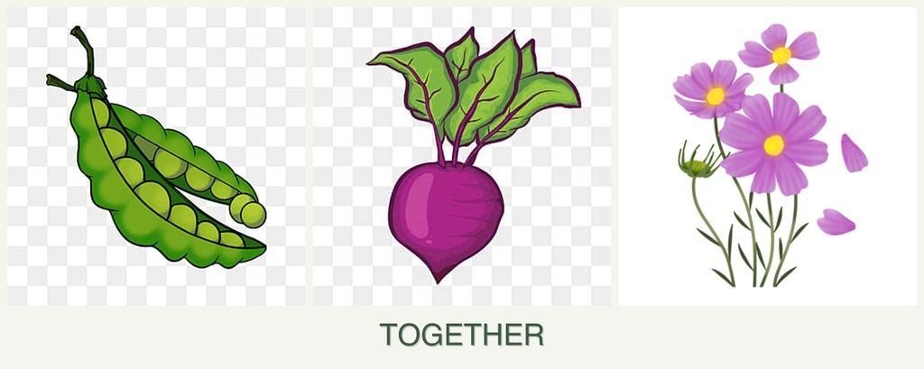 Can you plant peas, beets and cosmos together?