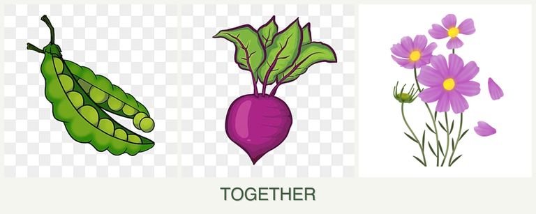 Can you plant peas, beets and cosmos together?
