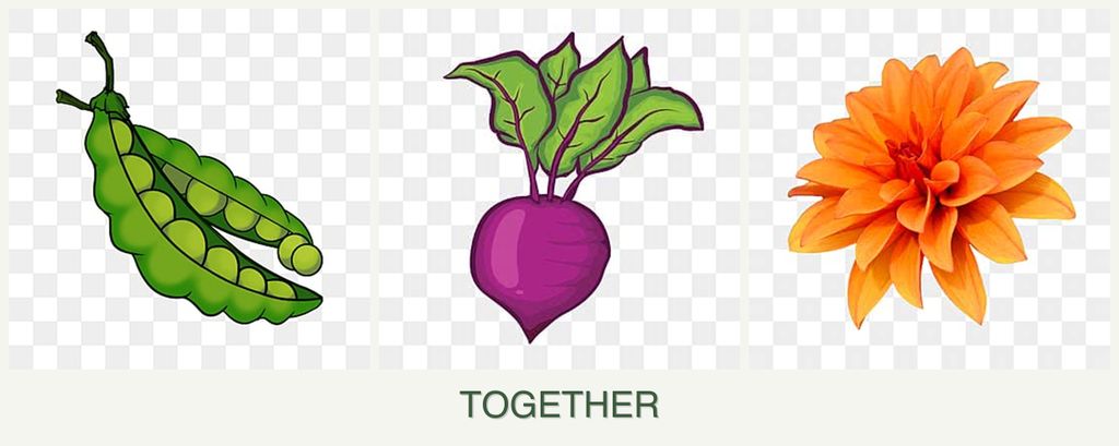 Can you plant peas, beets and dahlias together?