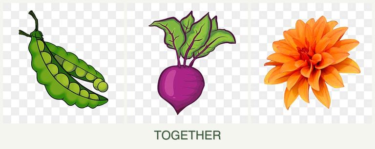 Can you plant peas, beets and dahlias together?
