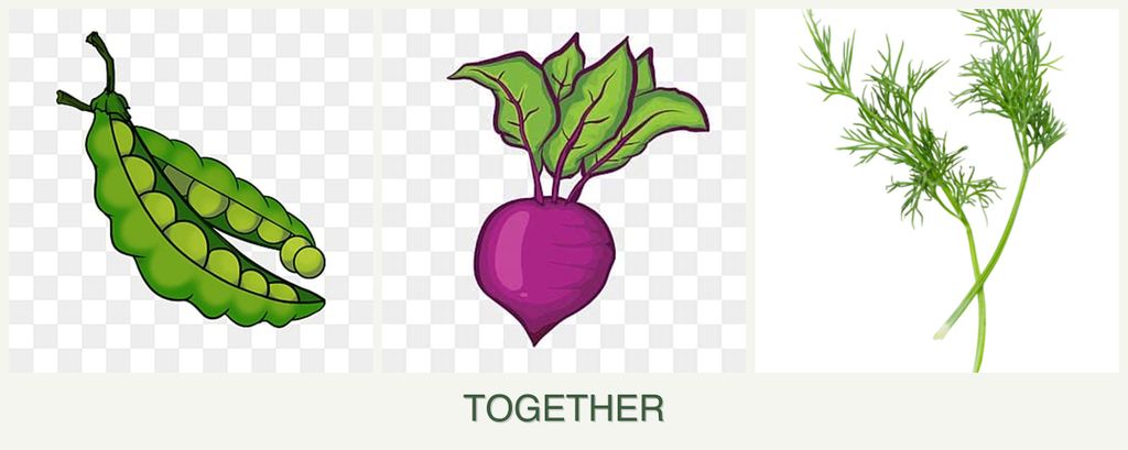 Can you plant peas, beets and dill together?