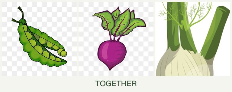 Can you plant peas, beets and fennel together?