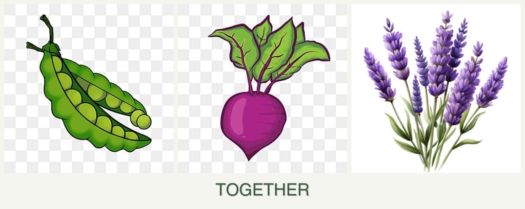 Can you plant peas, beets and lavender together?