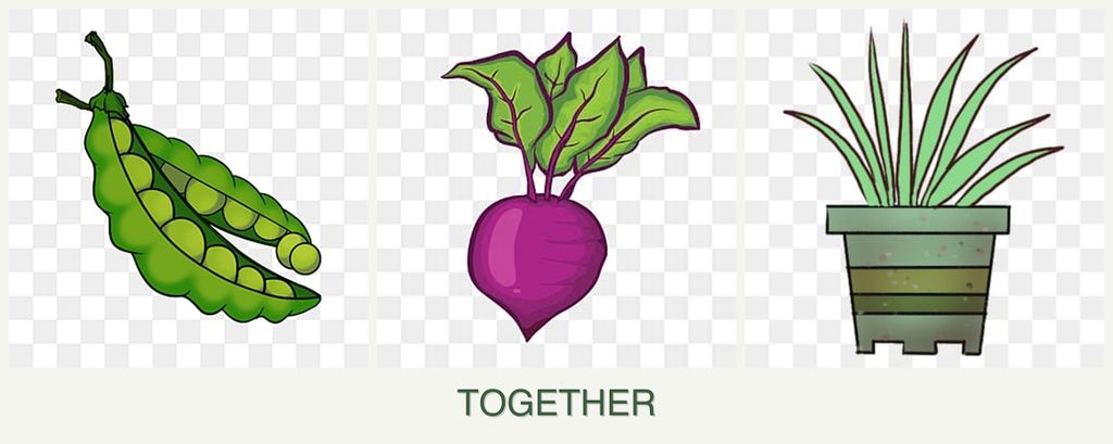 Can you plant peas, beets and lemongrass together?