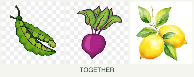 Can you plant peas, beets and lemons together?
