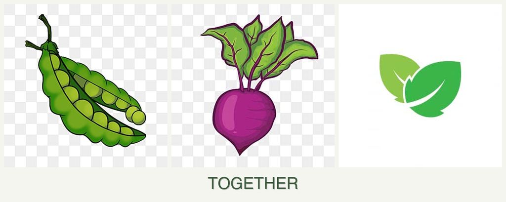Can you plant peas, beets and mint together?