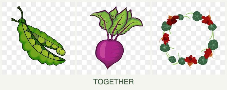 Can you plant peas, beets and nasturtiums together?