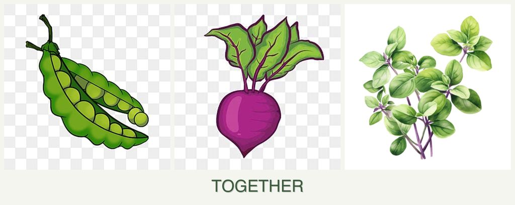 Can you plant peas, beets and oregano together?