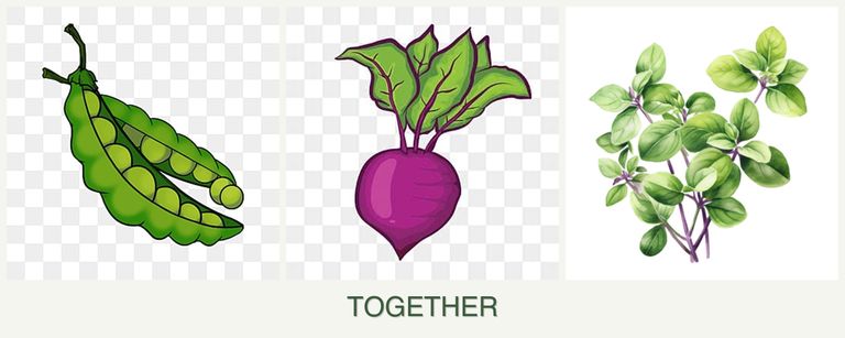 Can you plant peas, beets and oregano together?
