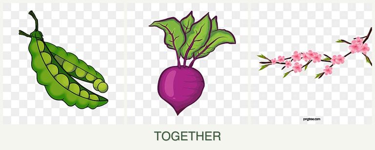 Can you plant peas, beets and peaches together?