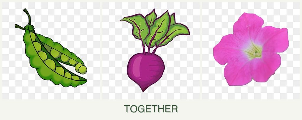 Can you plant peas, beets and petunias together?