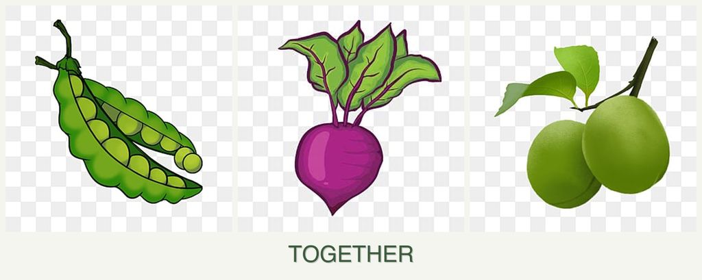 Can you plant peas, beets and plums together?