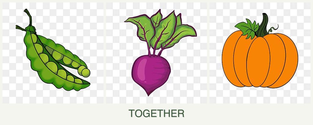Can you plant peas, beets and pumpkin together?