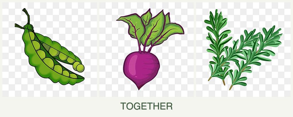 Can you plant peas, beets and rosemary together?