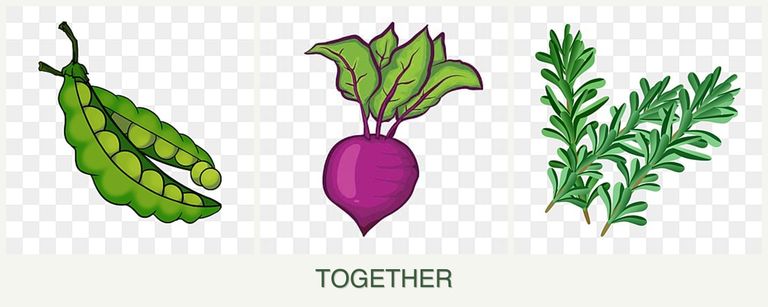 Can you plant peas, beets and rosemary together?