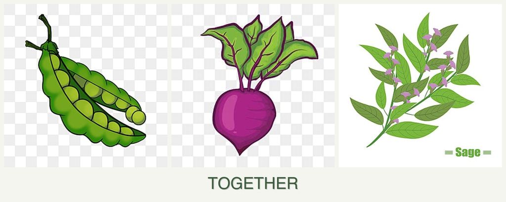Can you plant peas, beets and sage together?