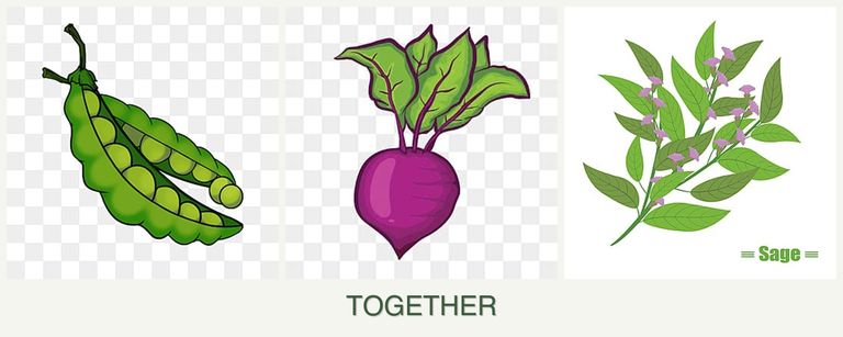 Can you plant peas, beets and sage together?