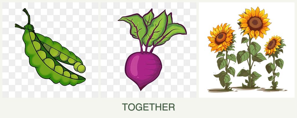 Can you plant peas, beets and sunflowers together?