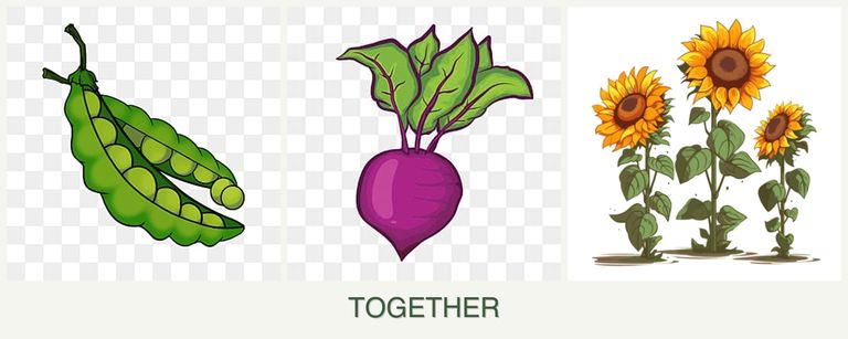 Can you plant peas, beets and sunflowers together?