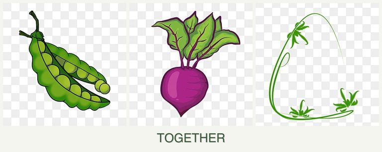 Can you plant peas, beets and tarragon together?