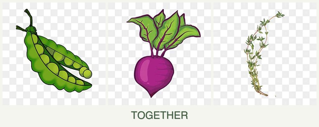 Can you plant peas, beets and thyme together?